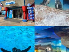 -海合安武汉极地海洋公园