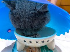 -伟伟宠物医院·瑞派猫友好医院·猫科(光谷店)