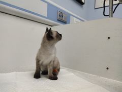 -纳吉亚猫专科动物诊疗中心(蒋宅口分院)