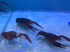 -虾弄弄海派小龙虾·牛羊蝎子火锅