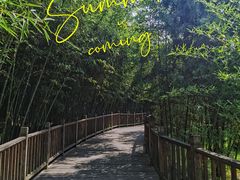 -曲江薰衣草庄园