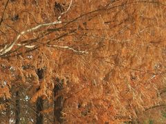 -白鹭湾湿地公园