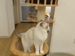 -有喵·猫咖·狗咖·30几只猫10只小狗(岗厦店)
