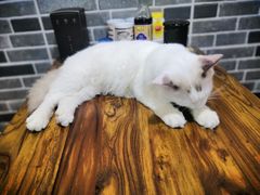 -蒋六十八梯眼镜面(狮子坪店)