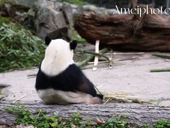 -都江堰中华大熊猫苑