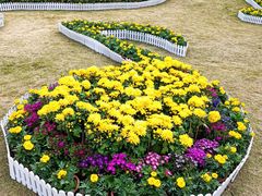 -野狸岛