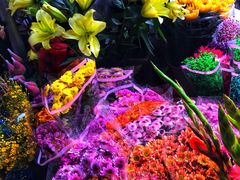 -桂林市花鸟市场