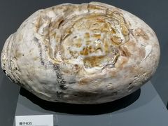 -重庆自然博物馆(新馆)