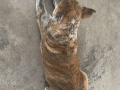 -马陆小张葡萄园农家乐