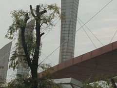 -国际非物质文化遗产博览园