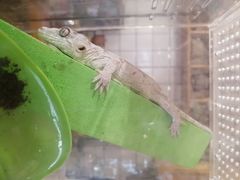 -吉丁鸟咖·异宠·寄养