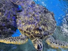 -烟台海昌鲸鲨海洋公园