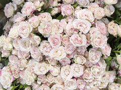 -循礼门鲜花花市(武汉循礼门店)