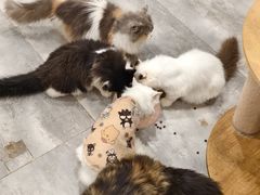 -楼上猫咖(罗湖店)