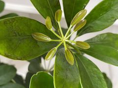 -山之川日料放题(通州店)