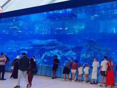 -迪拜水族馆及水下动物园