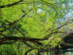 -韶山毛泽东同志故居