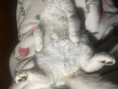 -萌兽医馆·犬猫专科·眼科中心·宠物医院(朝阳门分院)