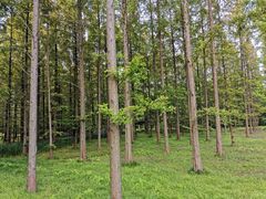 -黄海国家森林公园