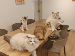 -有喵·猫咖·狗咖·30几只猫10只小狗(岗厦店)
