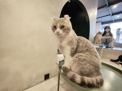 -猫儿山۰猫主题餐厅