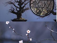 -香雪海