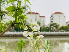 -嘉定紫藤园