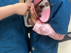 -米苏动物医院·犬猫专科·骨科外科内窥镜