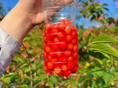 -北宅大永樱桃采摘基地(崂山总部)