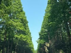 -黄海国家森林公园