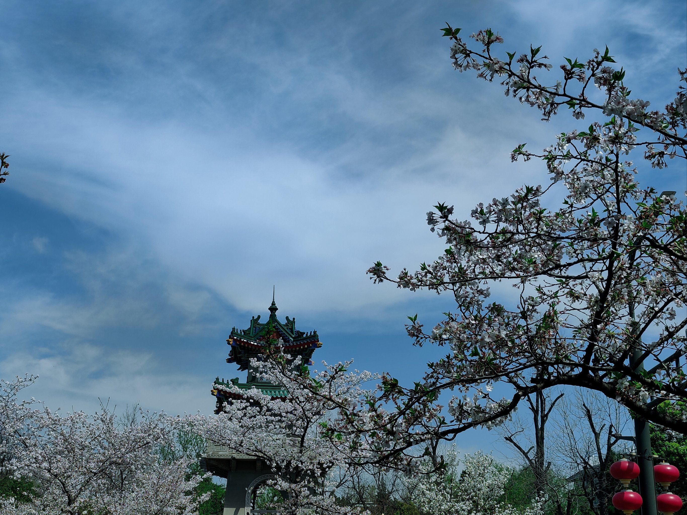 还得是鸡鸣寺的樱花更有意境