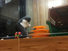 -八公叔叔宠物美容连锁(春申店)