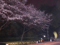 -武汉大学-樱园