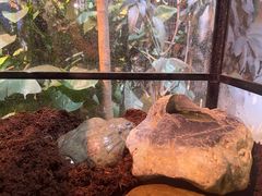 -正佳雨林生态植物园