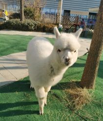 -萌宠亲子动物乐园(槐房万达店)