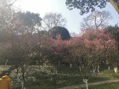 -南山植物园