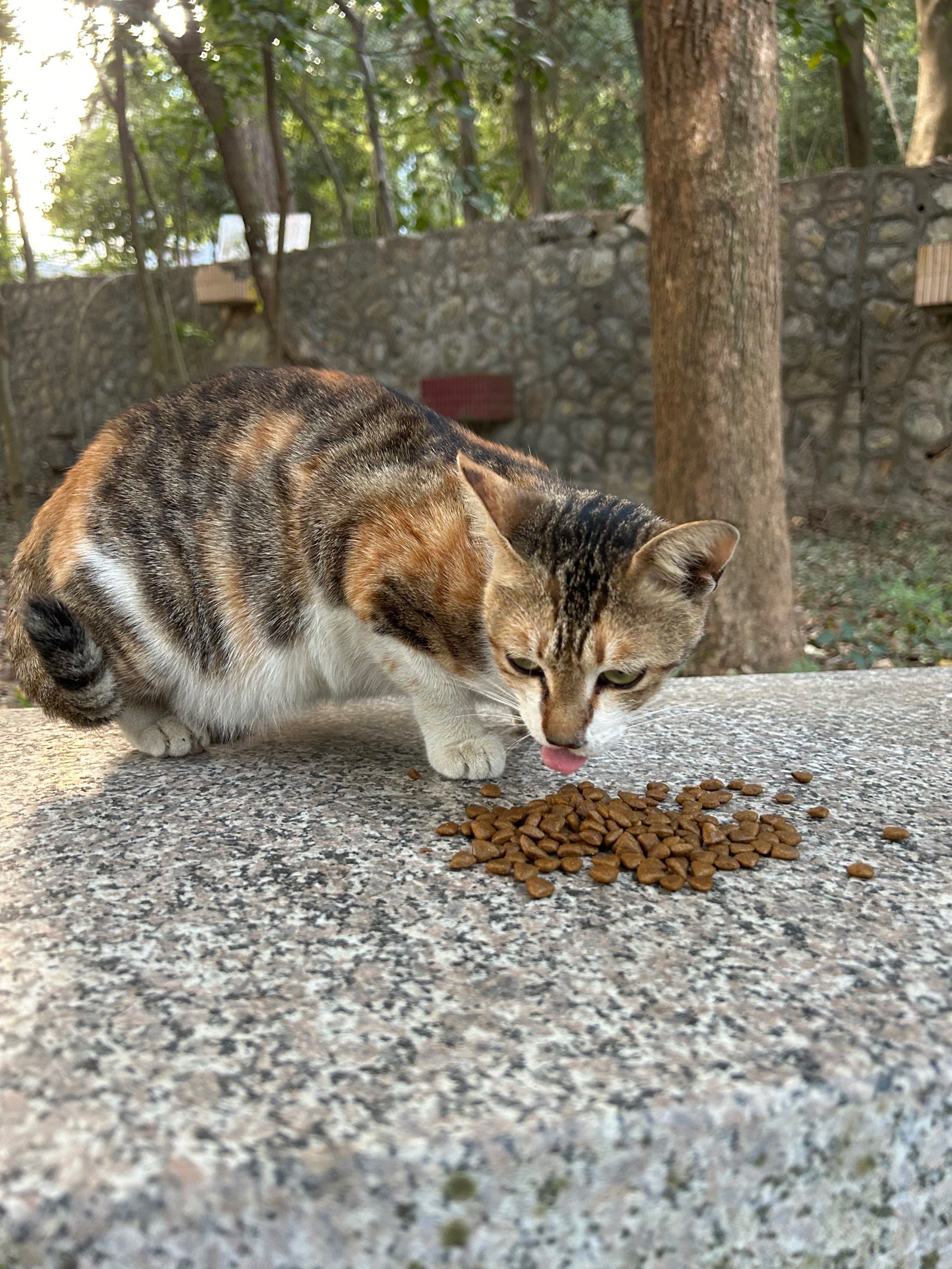 小花猫酷酷炫粮˙ᗜ˙