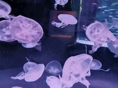 -海合安成都极地海洋公园