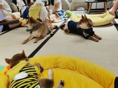-逗柴咖啡屋·狗咖猫咖宠物桌游