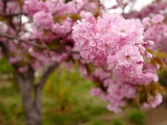 -莱阳濯村樱花园