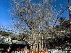 -潭柘寺景区