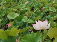 -渭南桃花源民俗文化园