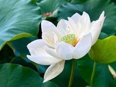 -莲花池公园