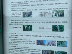 -嘉定紫藤园