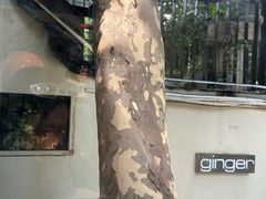 -Ginger(兴国路店)
