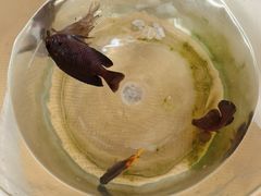 -小猫钓鱼海钓俱乐部(椰梦长廊店)