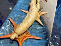 鲜人参锅底-千岛蚝高压锅生蚝·人参火锅(白云万达店)