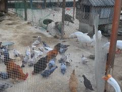 -三亚亚龙湾红树林度假酒店