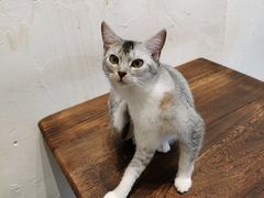 -猫友咖啡店(玉林西路店)