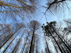 -武陵山森林公园